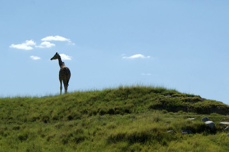The Living Desert Zoo and Gardens