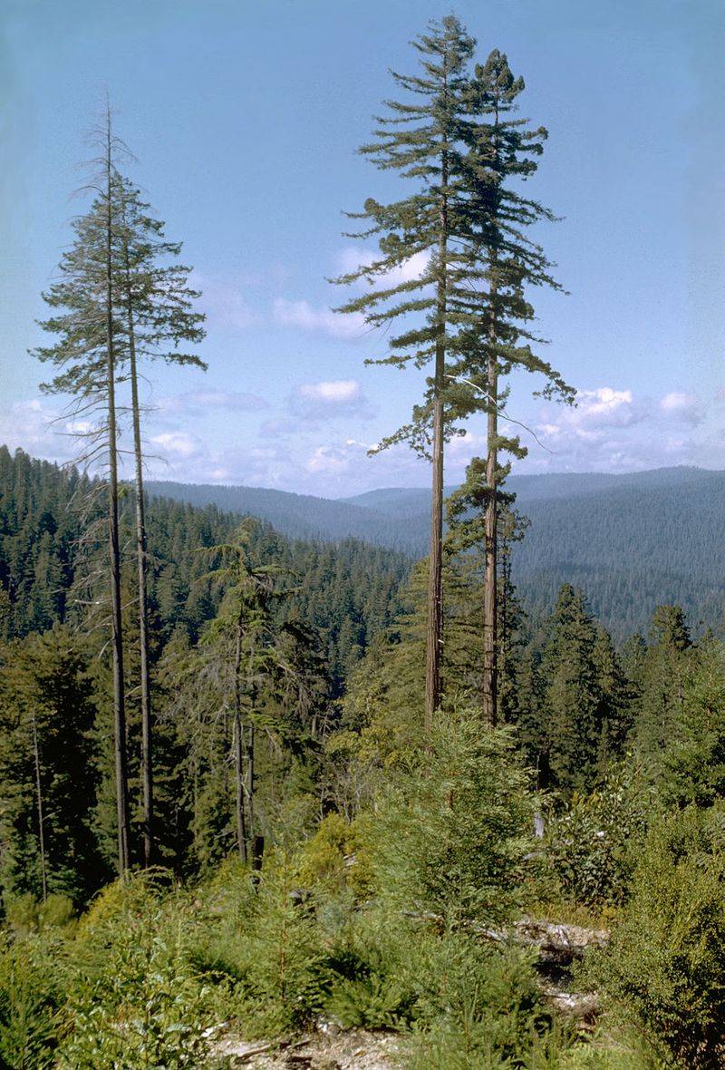 It’s Home to the Tallest Tree on Earth