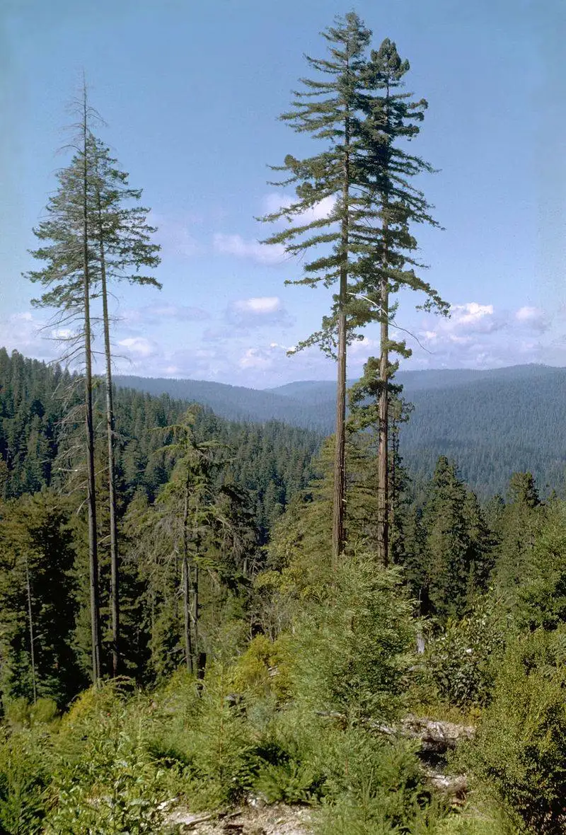 It’s Home to the Tallest Tree on Earth