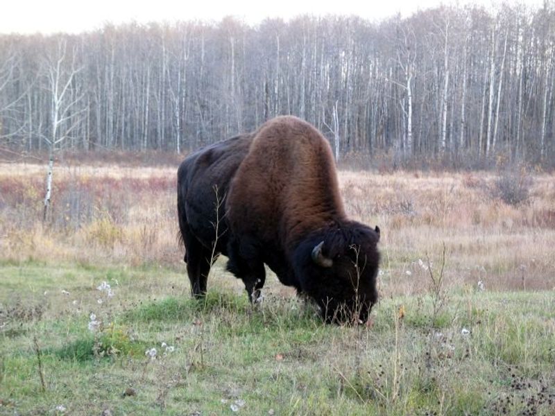 Elk Island National Park, Alberta
