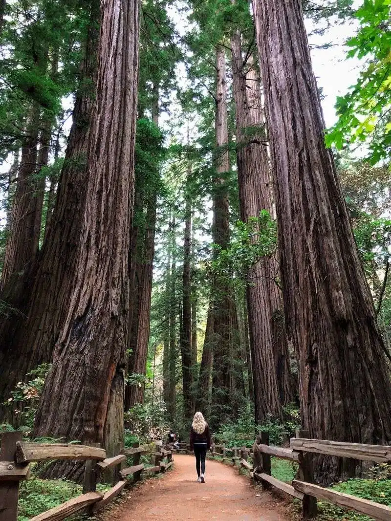 Redwood National and State Parks, California