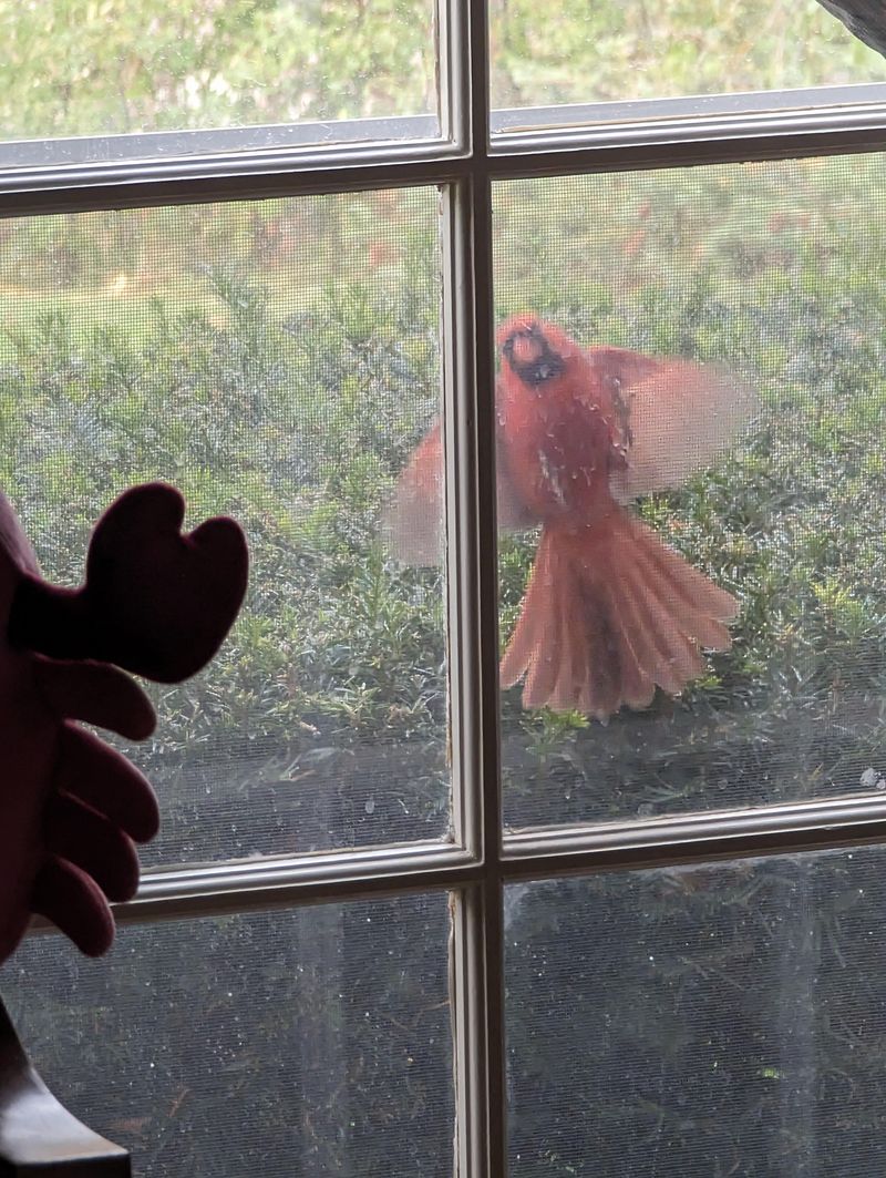 A Bird Striking a Window Signals Bad News