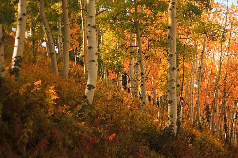 Aspen, Colorado