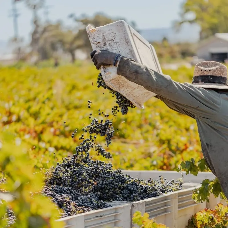 Seasonal Rhythms: Harvest Season