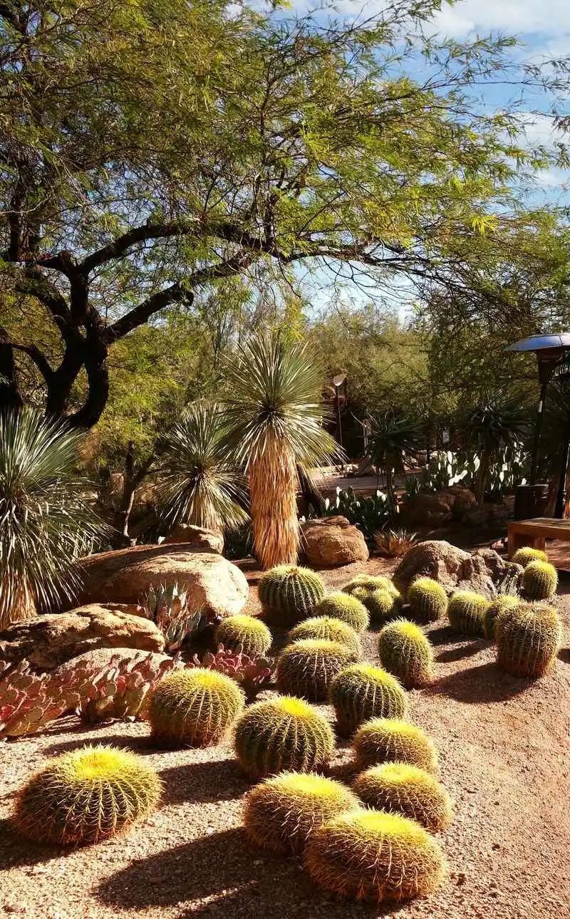 Desert Botanical Garden Exploration