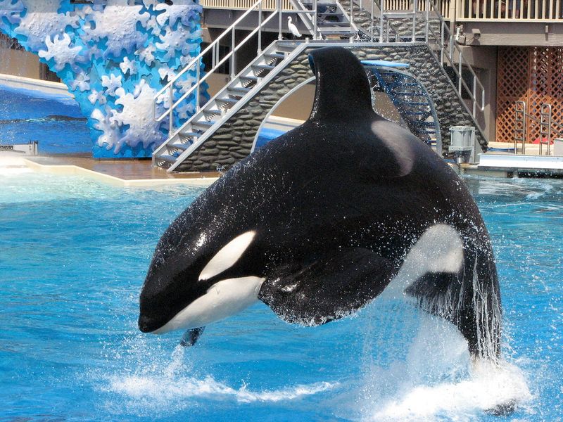 SeaWorld: No Outside Straws or Lids