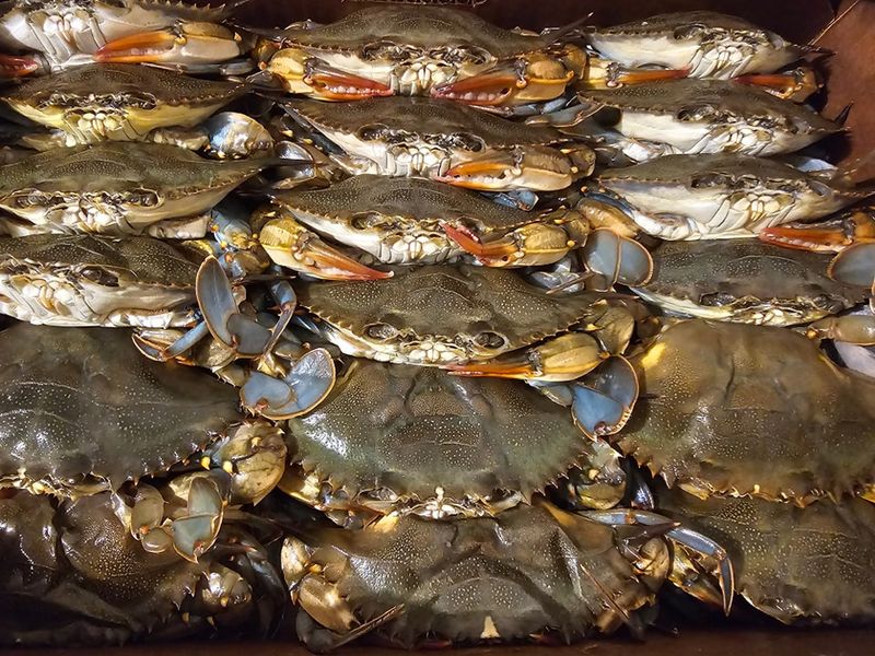 Capt’n Pete’s Seafood Market