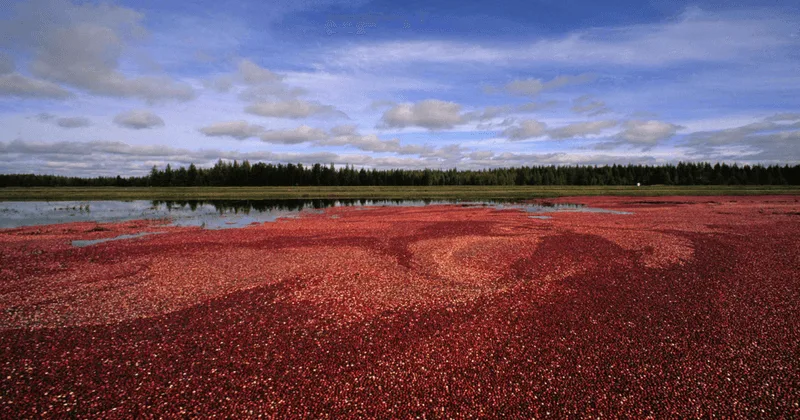 Cranberry Bog Tours in Wisconsin Rapids, Wisconsin