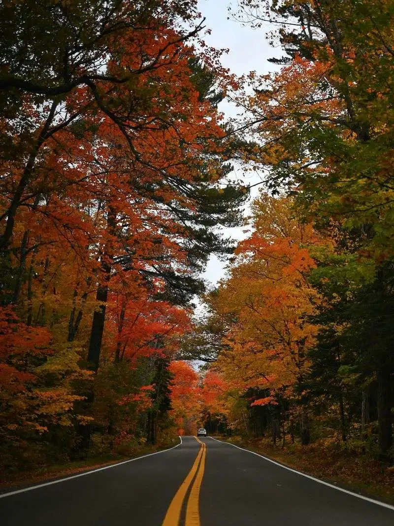 Only Viewing Foliage from the Car