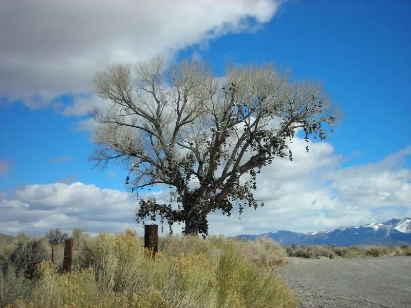 Middlegate’s Shoe Tree