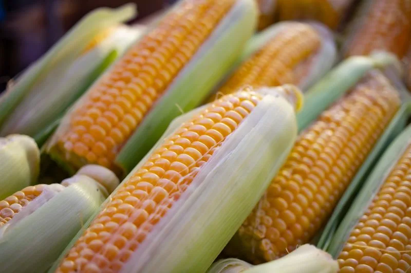 Sweet Corn Festivals in Nebraska