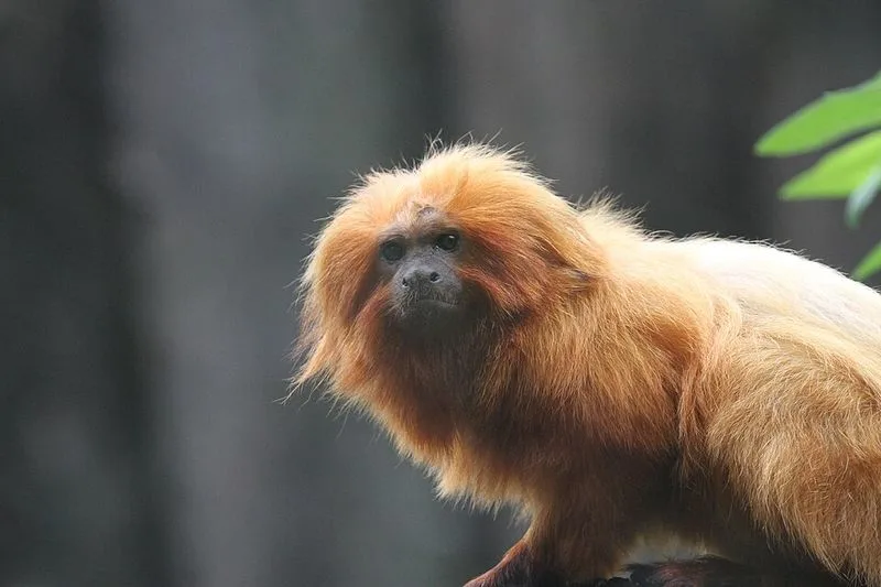 Audubon Zoo