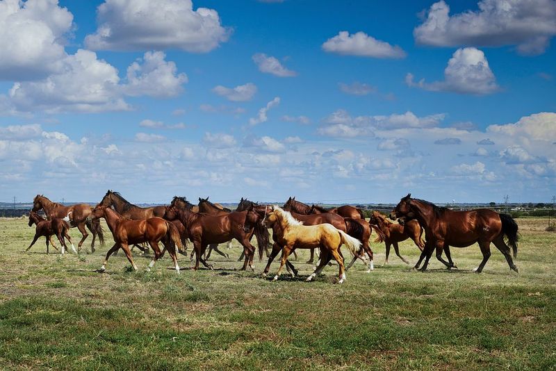Ranch Life and Rodeo Rhythms