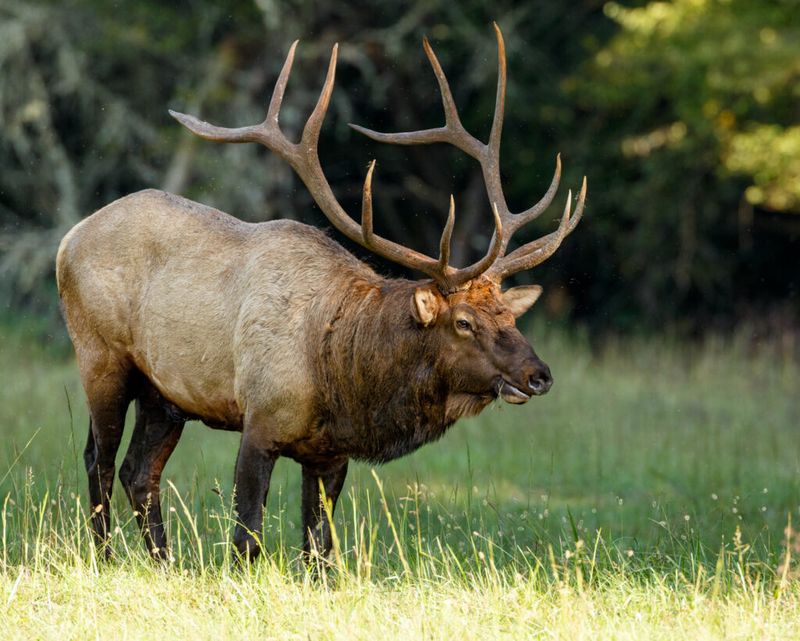 Estes Park, Colorado – Elk Season and Autumn Festivals