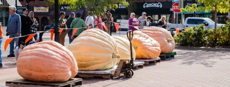Pumpkin Weigh-Off