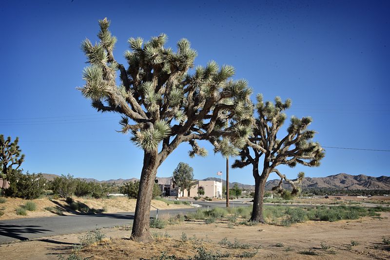 Joshua Tree National Park, CA – Gateway: Joshua Tree / Yucca Valley, CA