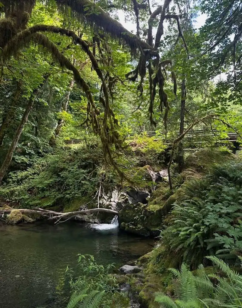 Quinault Rainforest & Lake Quinault