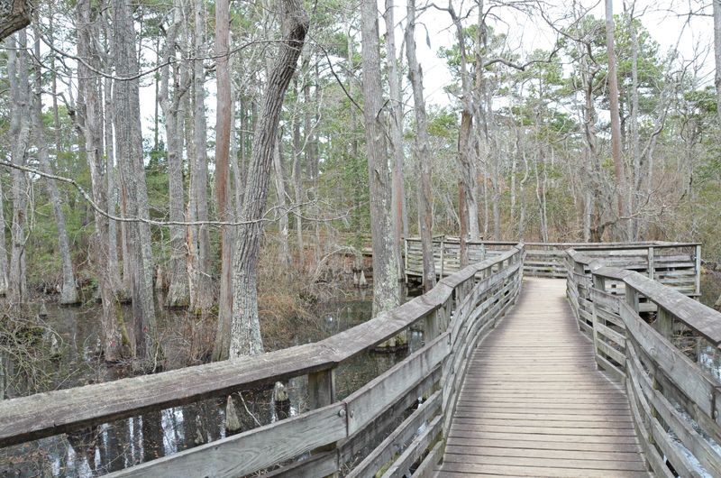 Bald Cypress Trail