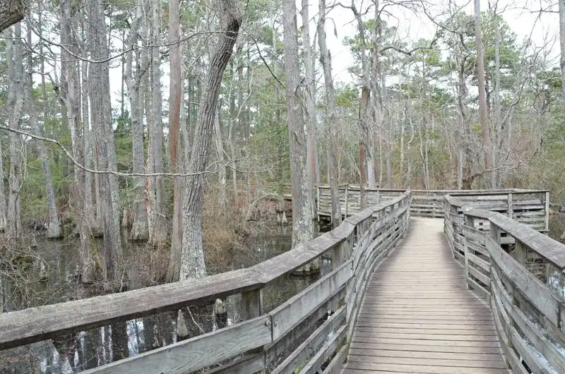 Bald Cypress Trail