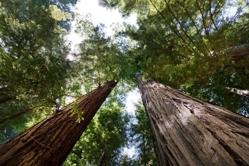 Redwood National and State Parks, California