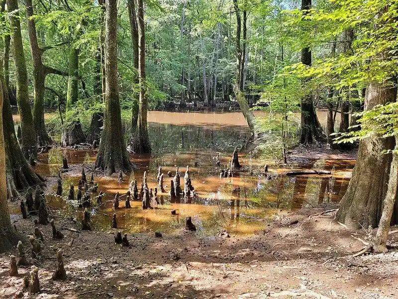 Congaree National Park
