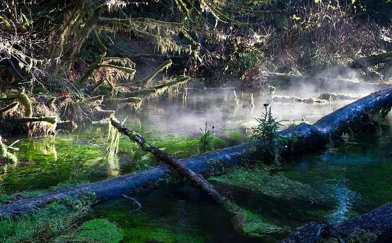 Hall of Mosses Trail