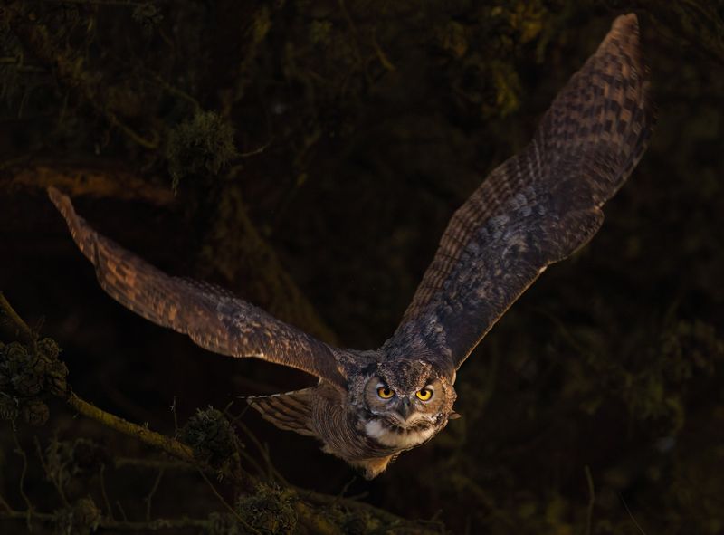 An Owl Calling at Night Means Bad News
