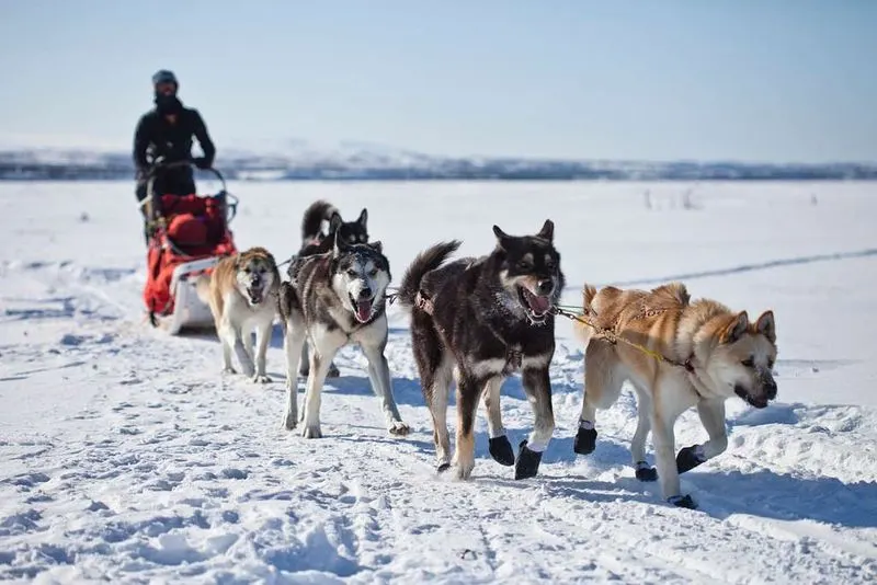 Dog Sledding in Alaska