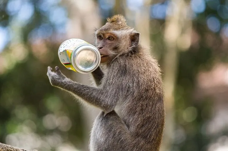 Wildlife Is Disappearing from Tourist Zones