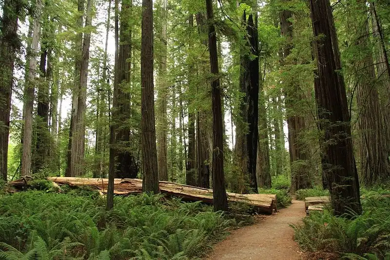 Jedediah Smith Redwoods State Park