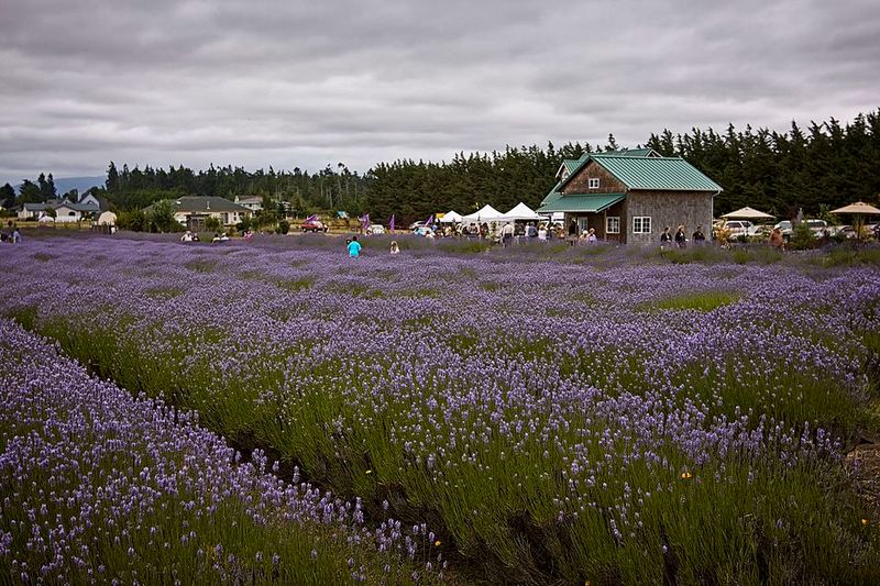 Sequim, Washington