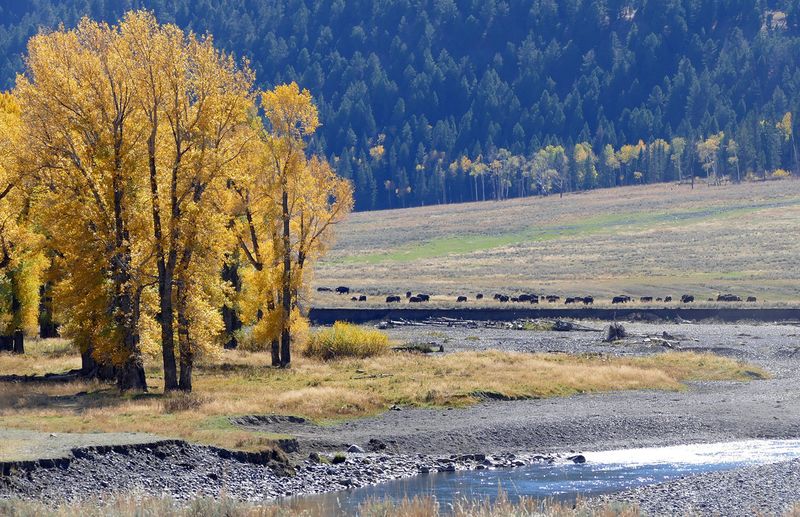 Yellowstone National Park