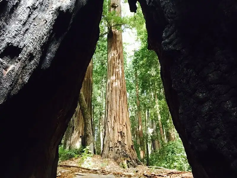 Big Basin Redwoods State Park
