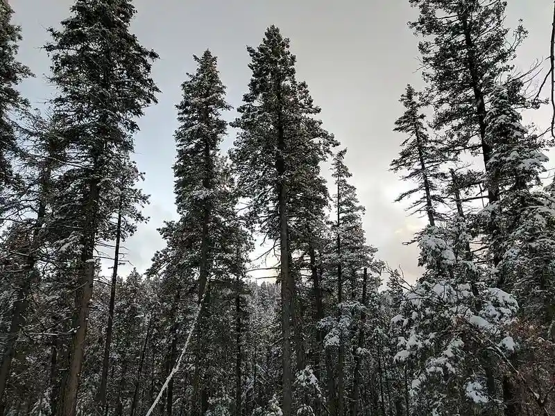 Cloudcroft