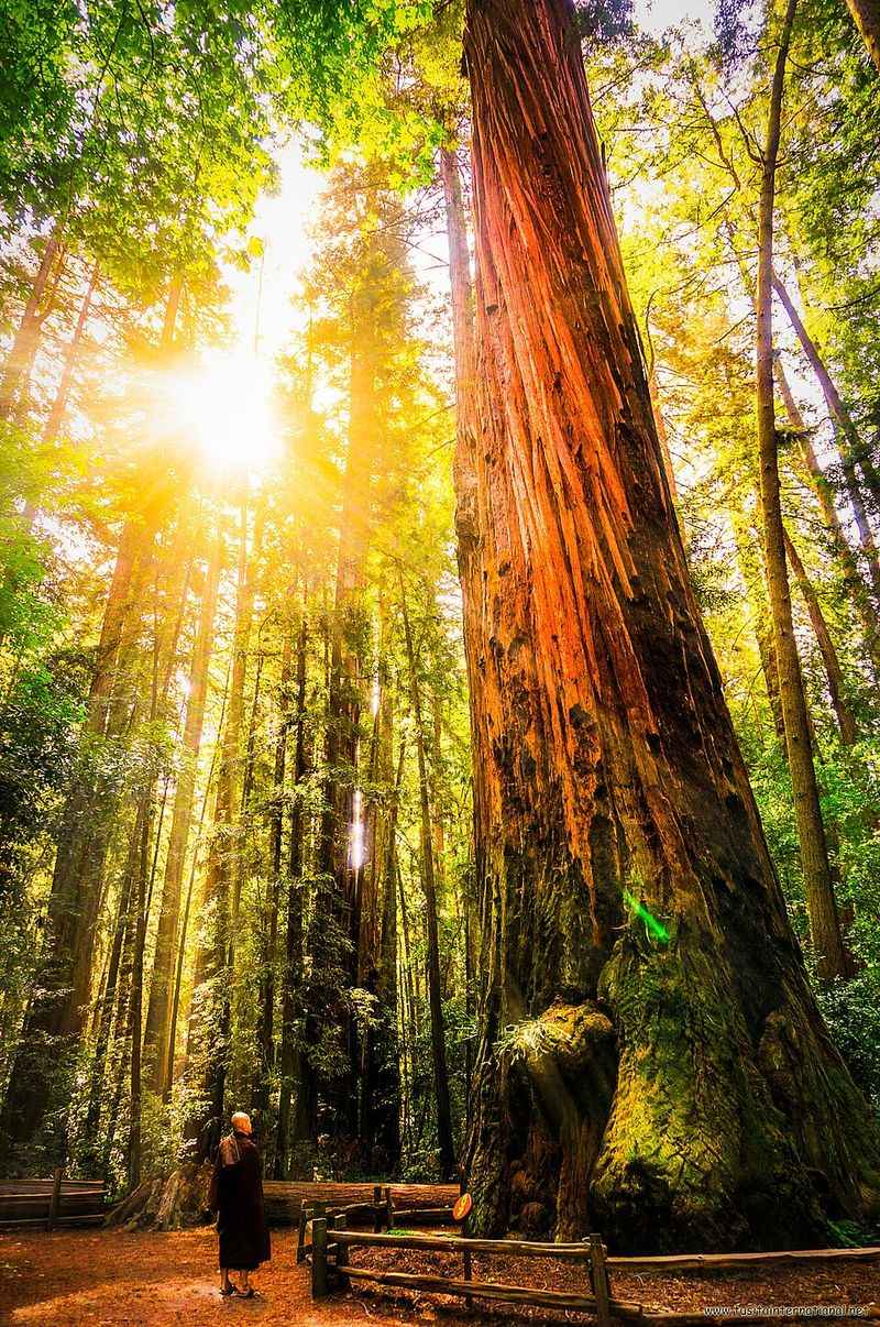 Redwood: Nature’s Sanctuary