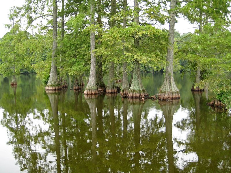 Trap Pond State Park