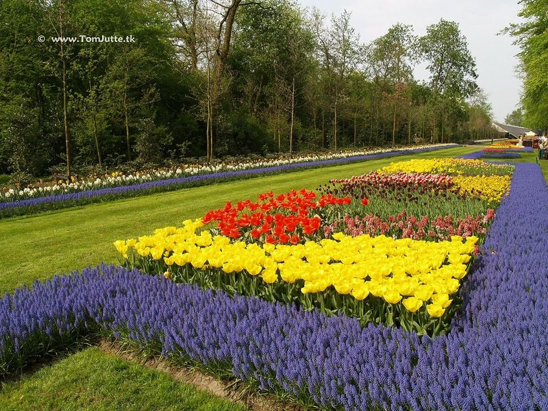 Keukenhof Gardens, Netherlands