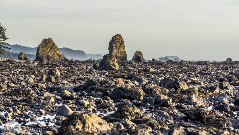 Ozette Loop & Cape Alava