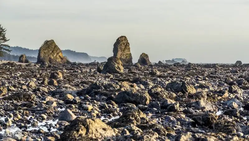 Ozette Loop & Cape Alava