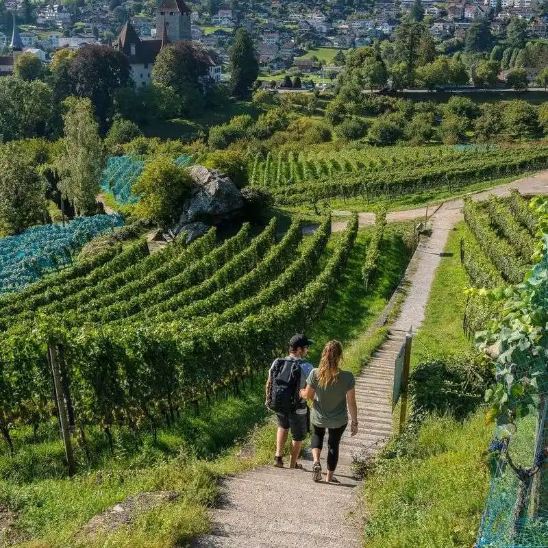 Vineyard Tours and Tastings