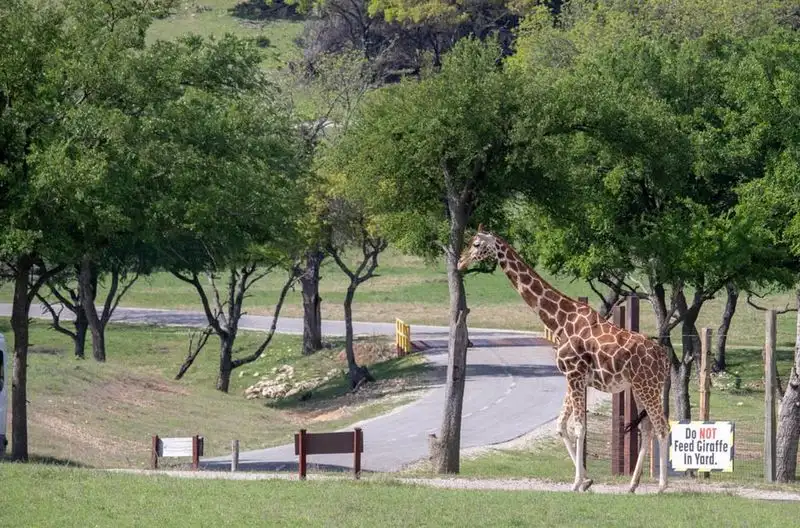 Fossil Rim Wildlife Center, Texas