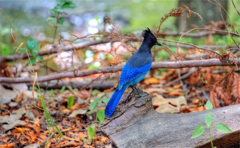 Wildlife Encounters