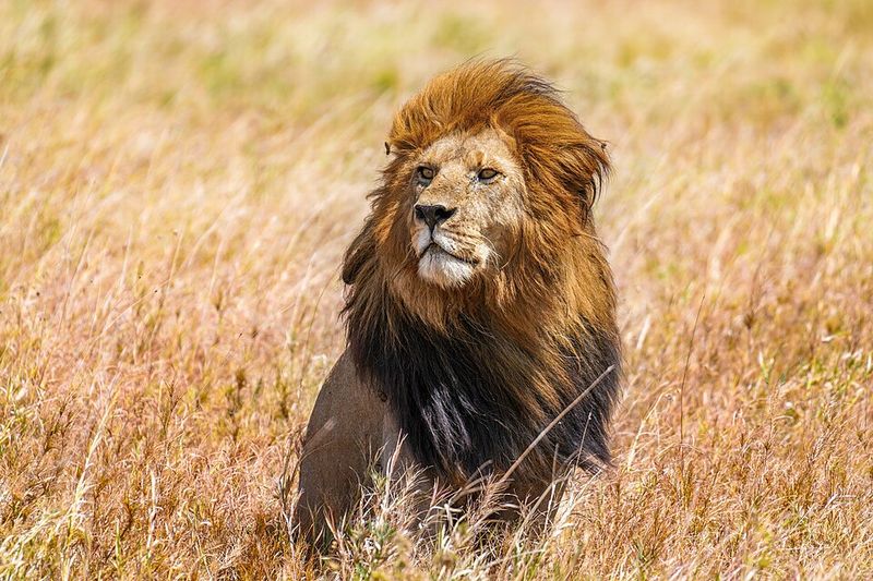 Serengeti, Tanzania