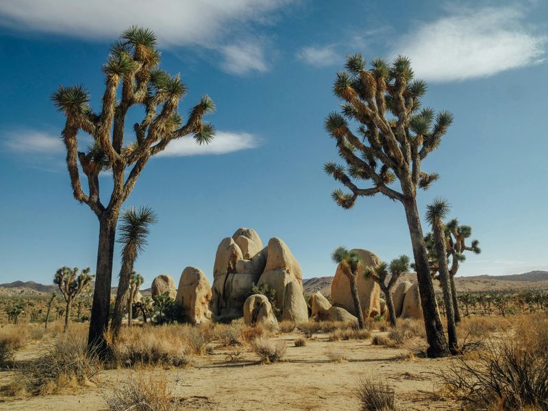 Joshua Tree, California – Mystical Desert Meets Boho Cool