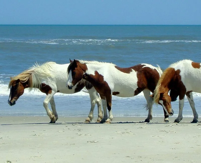 Assateague Island, Maryland/Virginia