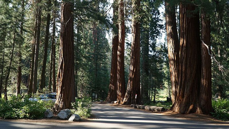Sierra Giants & High Country (California)