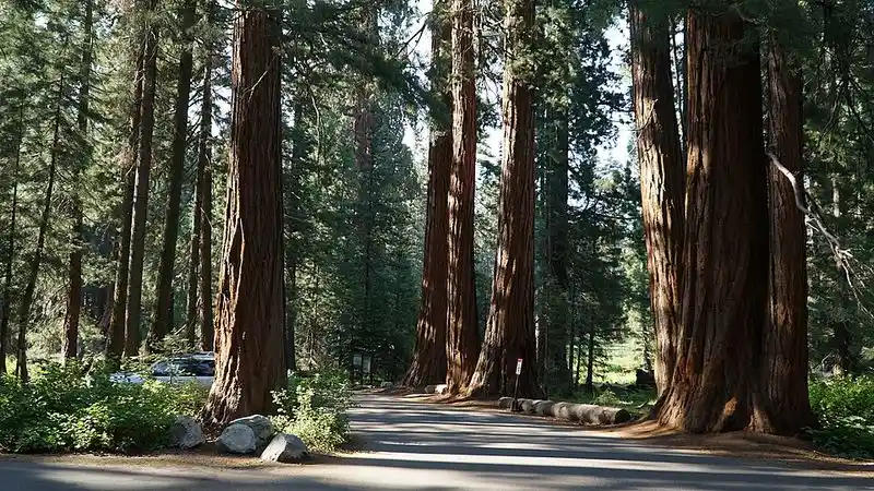 Sierra Giants & High Country (California)