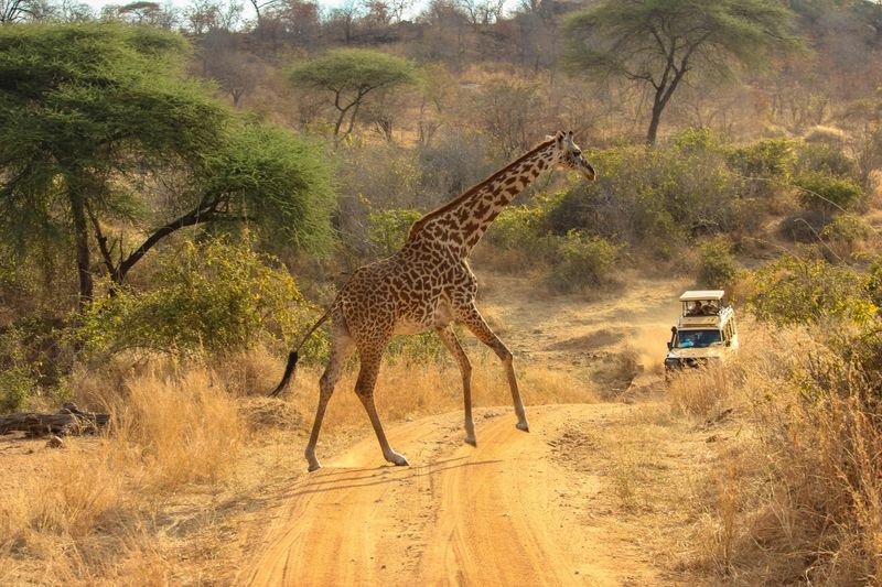 Safari Adventure