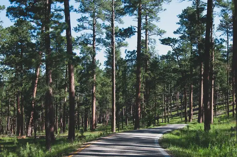 Pine Forests and the Black Hills Landscape