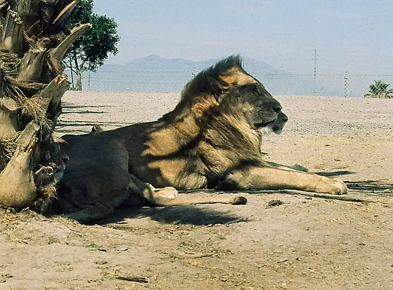 Lion Country Safari, Florida